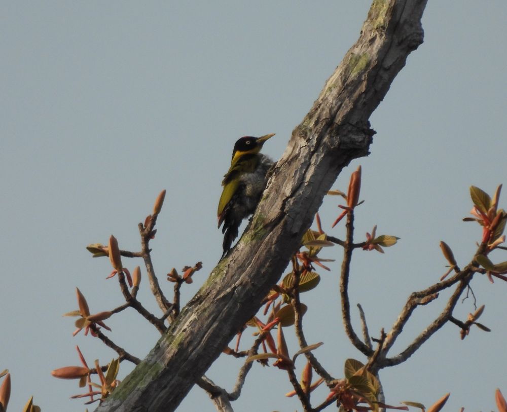 Black-headed Woodpecker (Koh Ker, Angkor Wat) 