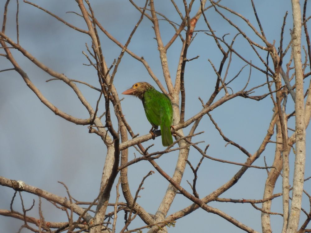 Lineated Barbet (Angkor Wat) 