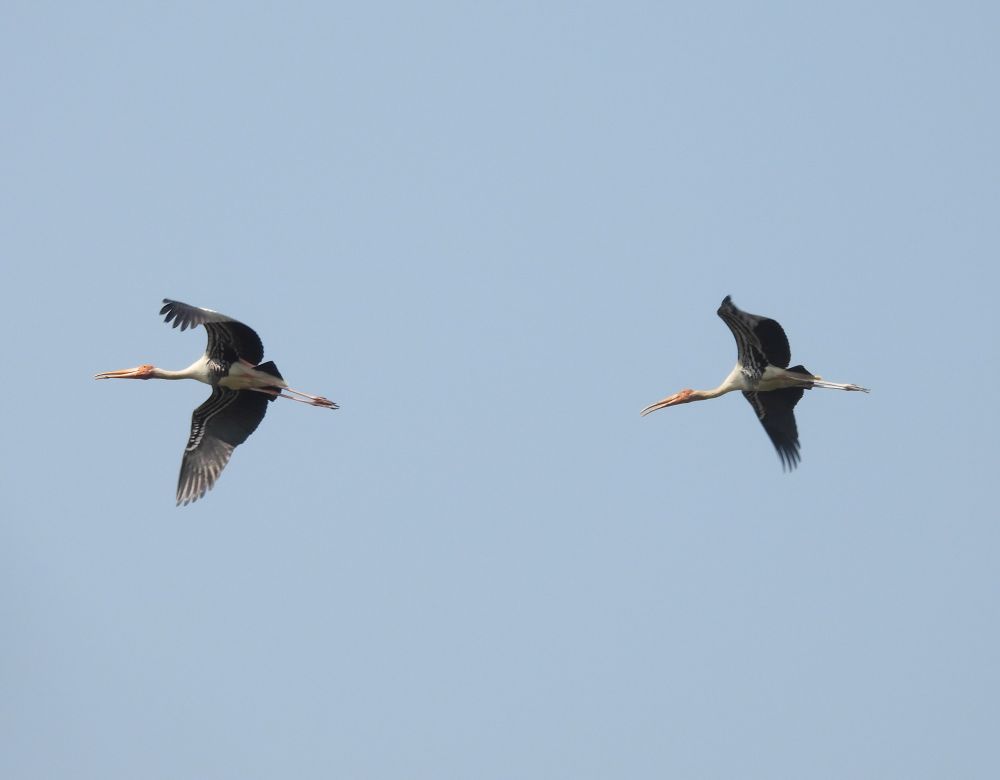 Painted Stork (Prek Toal) 