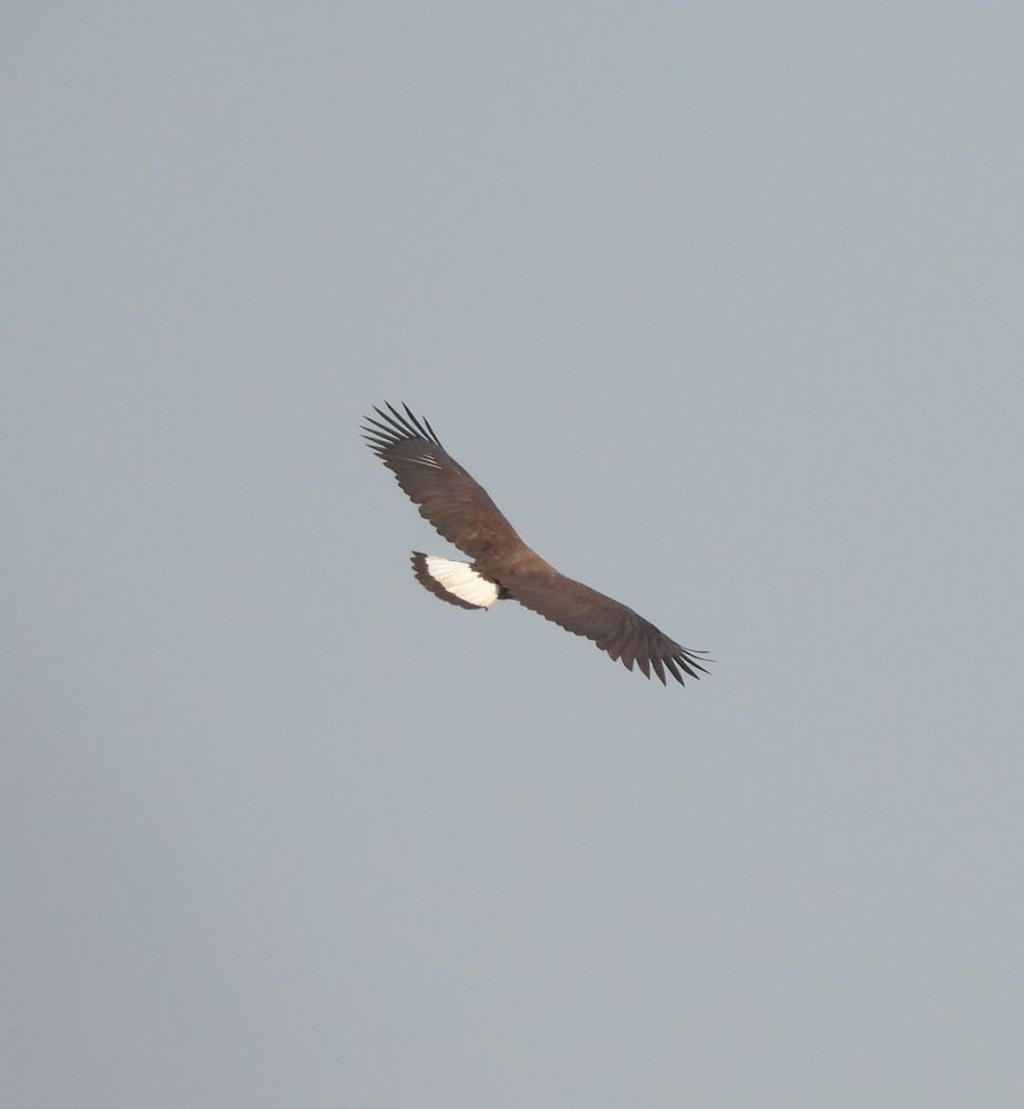 Grey-headed Fish Eagle (Prek Toal)