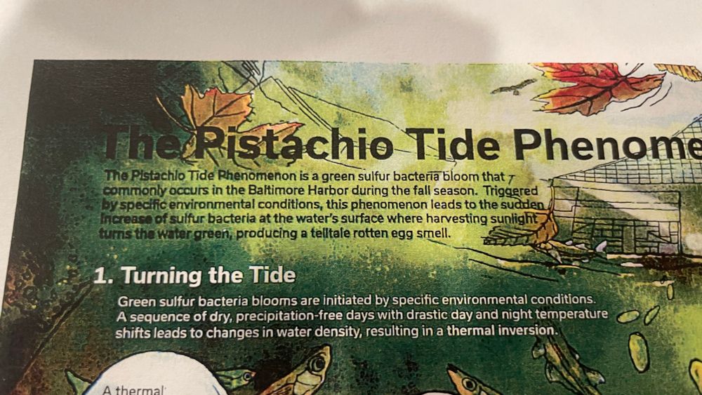 The Ristachio Tide Phenome
The Pistachio Tide Phenomenon is a green sulfur bacteria bloom that commonly occurs in the Baltimore Harbor during the fall season. Triggered by specific environmental conditions, this phenomenon leads to the sudden Increase of sulfur bacteria at the water's surface where harvesting sunlight turns the water green, producing a telltale rotten egg smell.
1. Turning the Tide
Green sulfur bacteria blooms are initiated by specific environmental conditions.
A sequence of dry, precipitation-free days with drastic day and night temperature shifts leads to changes in water density resulting in a thermal inversion.