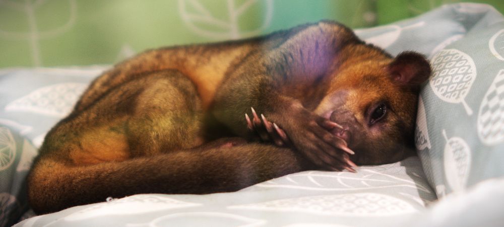 Brown furry animal laying comfortably with it's paw in front of its snout.