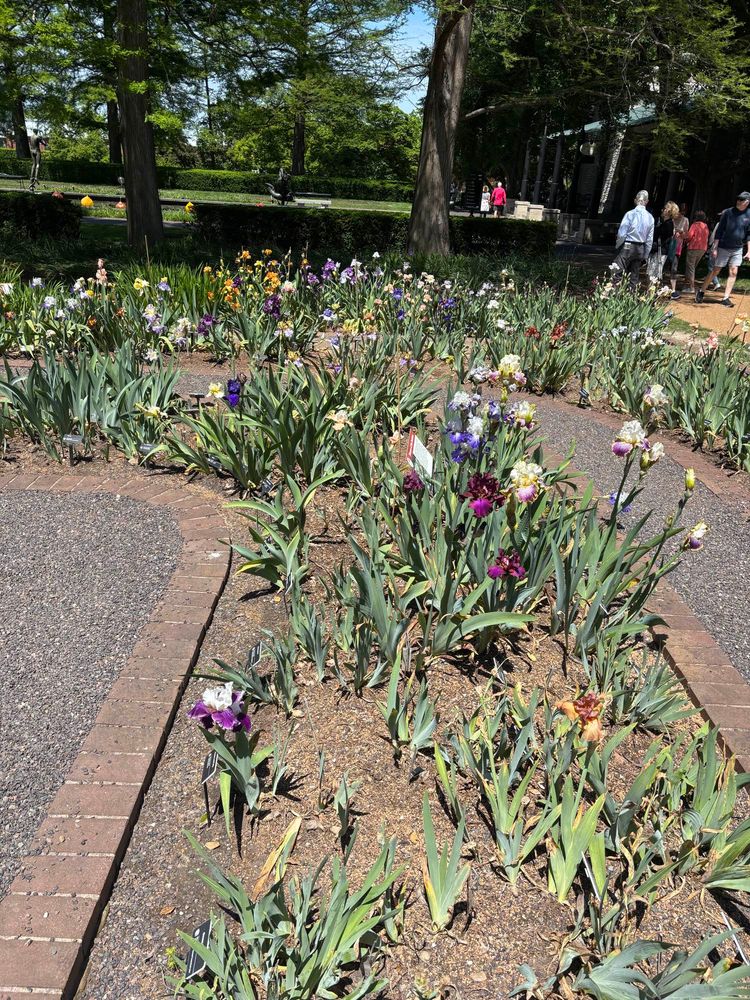 Dozens of irises in a large garden bed
