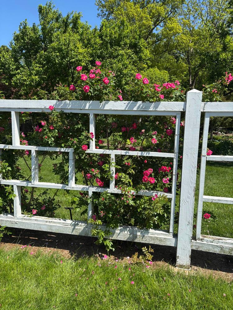 Dark pink climbing roses on a white fence