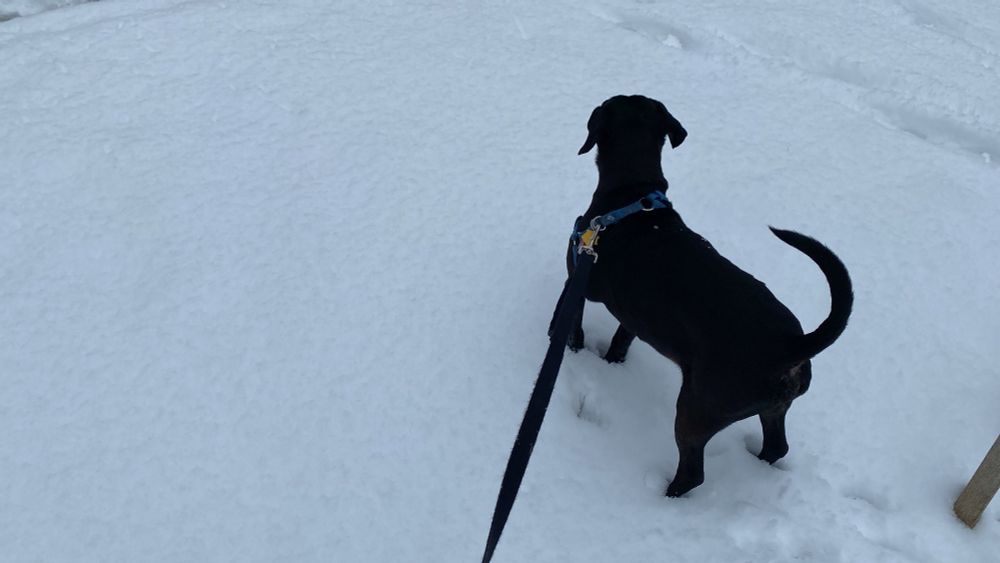 Grover – an all-black "miniature" lab – stands alert in the white snow.