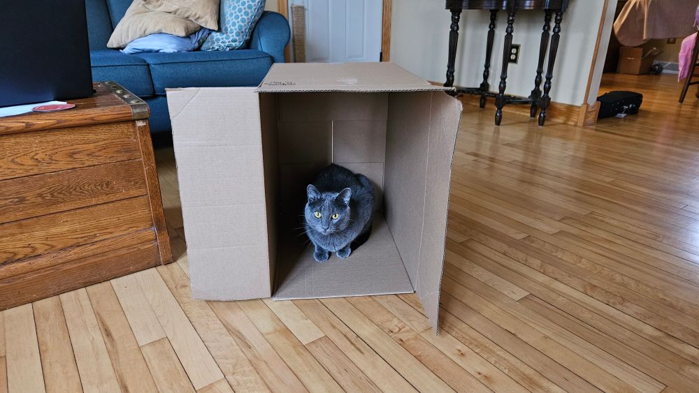 A grey cat crouched down in a cardboard box