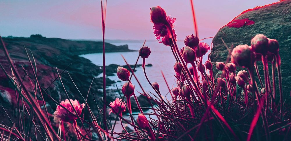 Artistic play on some flowers looking out to sea in the colour of love 💝📷