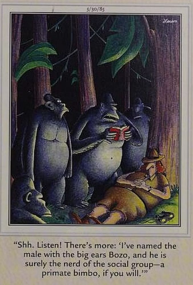 A Gary Larson cartoon of three gorillas standing next to and reading the diary of a sleeping primatologist. The gorilla reading the diary reads,” SSH, listen! There’s more:’I’ve named the male with big ears Bozo, and he is surely the nerd of the social group. A primate bimbo, if you will.’”