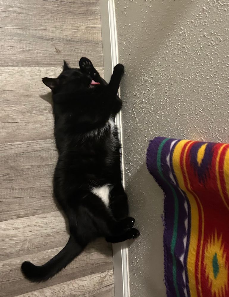 Mimi, a black cat with a white belly, is on her back laying against a gray wall and in a gray floor licking her paw