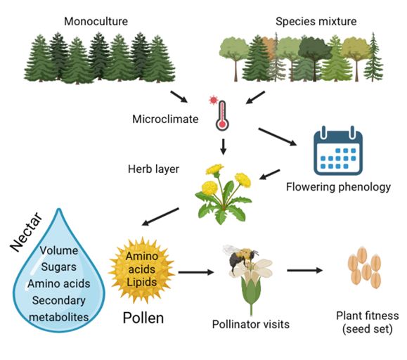 Diagram showing how tree species diversity can influence understory plants through changes in microclimate which in turn affects phenology and nectar and pollen quantity and quality. This may affect pollinator visits and plant fitness 