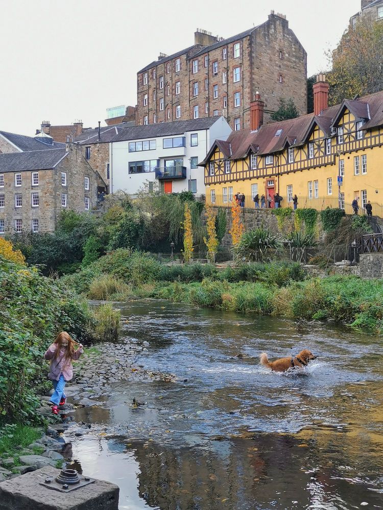 Dog splashing in Water of Leith