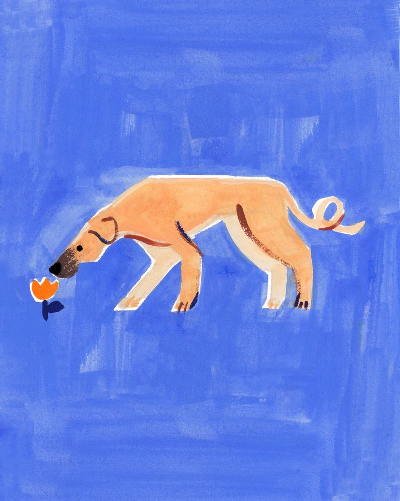 A tall tan dog with a dark snout bends down to sniff an orange tulip. Their tail is long and curled in a loop like a pig's. The bg is a textured smalt blue.