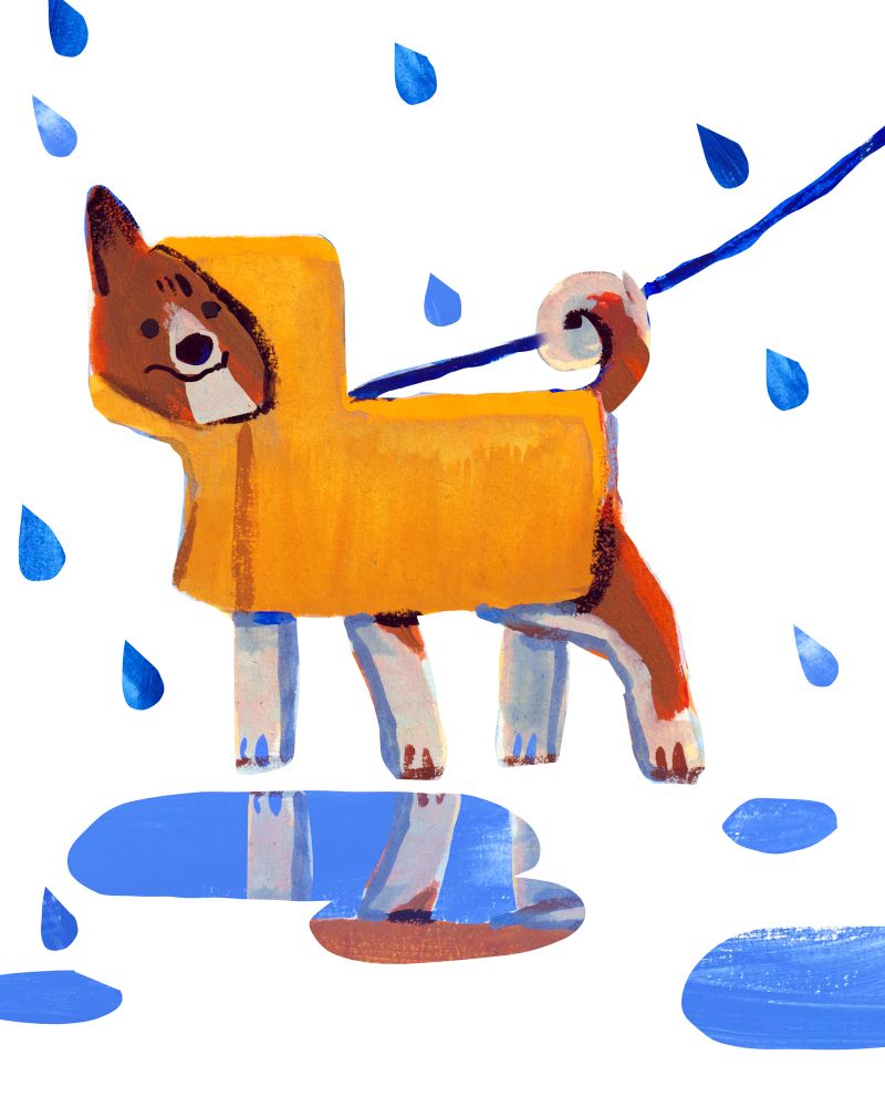 A brown and dog with white nose, neck, paws, and curly tail is wearing a yellow raincoat. They're walking through some puddles on a blue leash, looking a bit concerned. Their brow is creased. Bg is a flat white with blue raindrops.