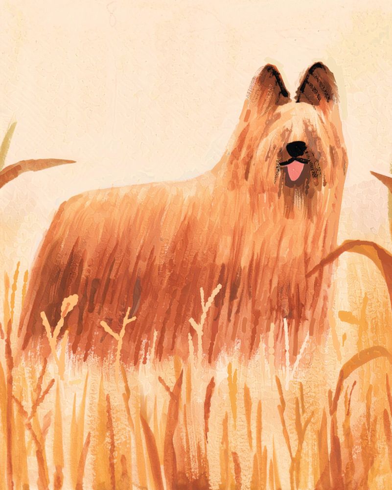 A big, tan long-haired dog with darker rounded sticky-uppy ears. Their fur covers their eyes but they're smiling with an open mouth. They're standing in an overgrown gold-colored grassy field, with a cream bg. 
