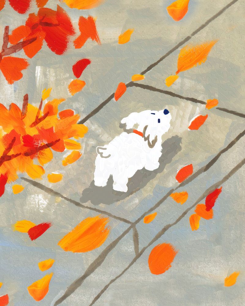A small white curly coated dog is walking down a sidewalk. It's very windy, and many autumn colored leaves are blowing past. Their face is scrunched up. 