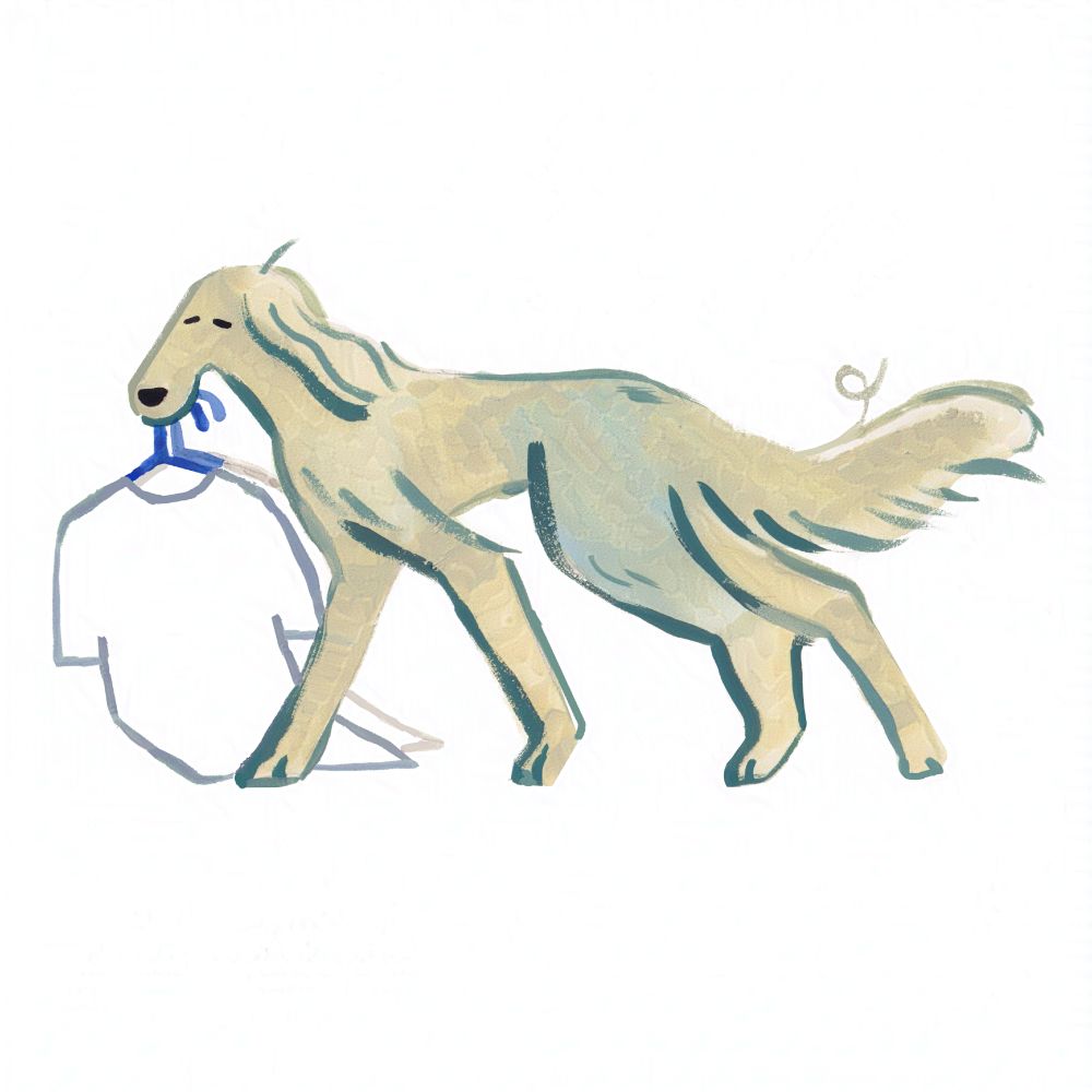 A tall light grey dog with long fur on their ears and tail carrying two white shirts on blue hangers in their mouth. They look a little frazzled and tired. 