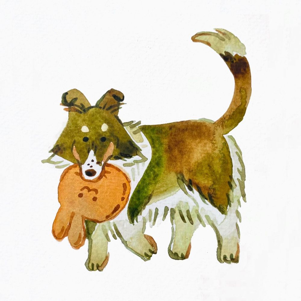 A fluffy brown-green sheltie (Phoebe) is carrying a pale orange bunny pillow in her mouth. 