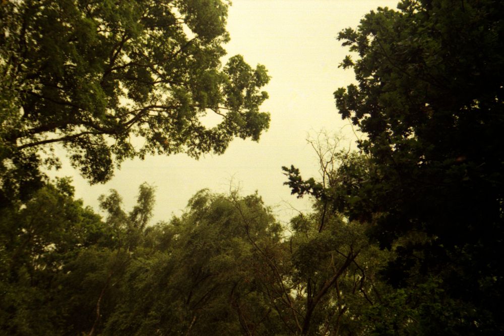 Lotsa trees in all sections of frame. A cutout of dull skies cutting through