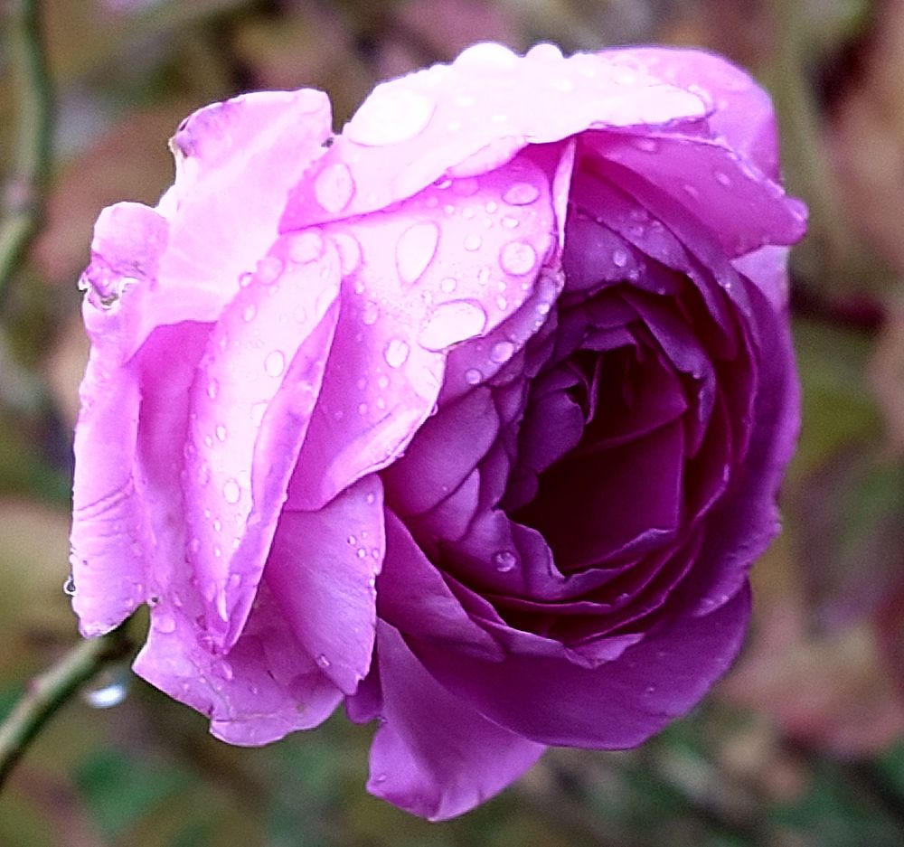 Closer shot of the rose. Lighter in colour yet somehow heavier contrast. 