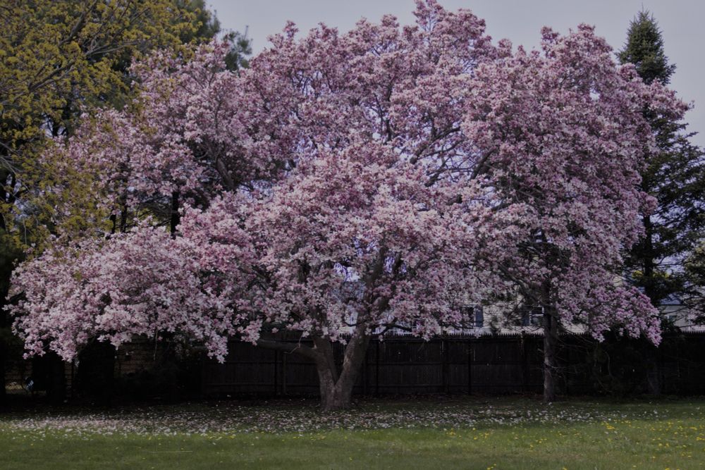 A large tree covered in light pink and white blossoms stands in front of a dark wooden fence. Fallen petals scatter across the grass below, and green trees frame the background under an overcast sky.