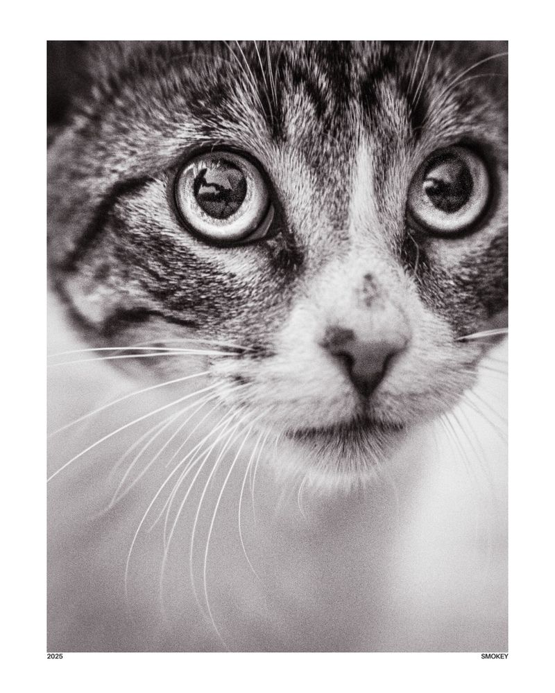 Close-up black and white portrait of a young tabby cat, with large expressive eyes gazing directly at the viewer. The fine texture of its whiskers and fur is sharply contrasted against a soft, blurred background, evoking emotion and curiosity.