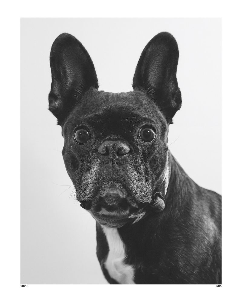 Close-up black and white portrait of a French Bulldog named Mia. She faces the camera directly with wide, expressive eyes and slightly raised ears. The lighting is soft, highlighting the texture of her fur and the intensity of her gaze. The background is plain, drawing full focus to her face.