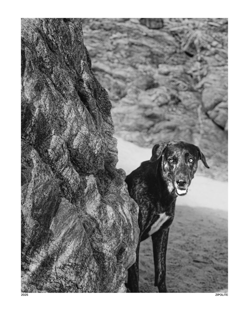A black and white photo of a stray dog peeking from behind a large rock on the beach in Zipolite, Mexico. The dog has soulful, watchful eyes, with shadows enhancing the textures of the rock and sand, creating a dramatic and emotional atmosphere.