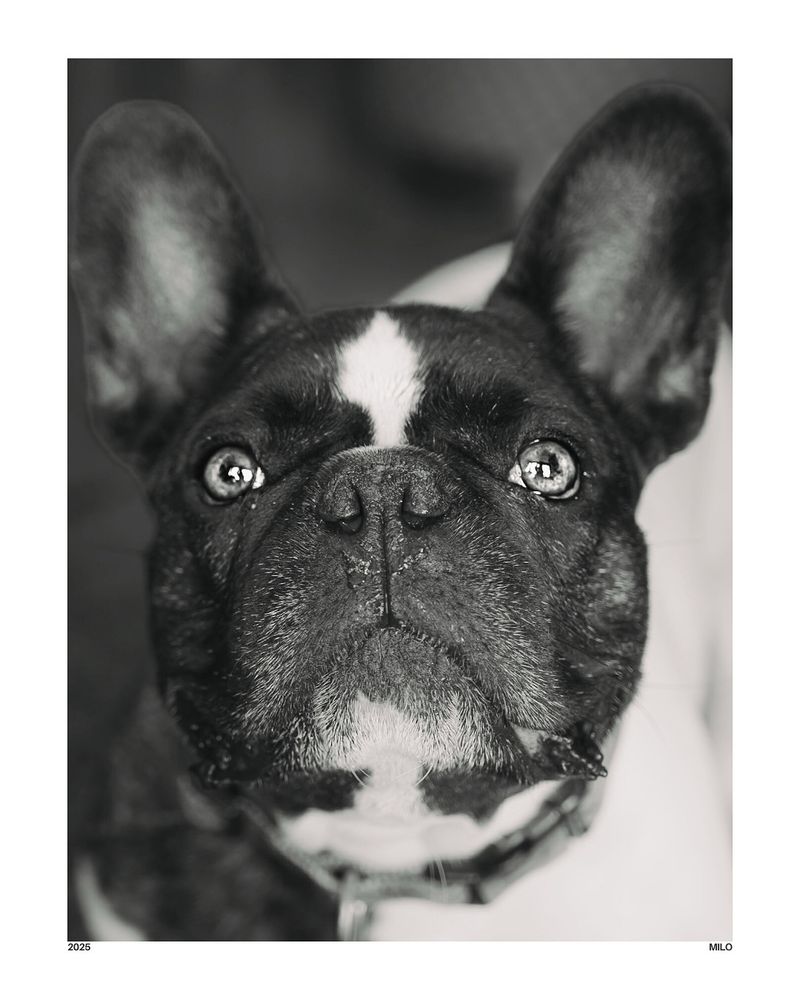 Black-and-white close-up portrait of a French bulldog named Milo, staring intensely off-camera with soulful, focused eyes — the kind of look that says he’s waiting for a snack without saying a word