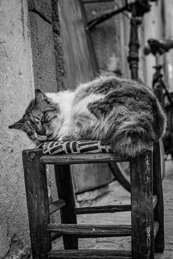 A fluffy cat sleeps peacefully on a worn wooden stool in a narrow alleyway in Essaouira, Morocco. The black-and-white photo highlights the textures of the fur, the rustic stool, and the surrounding street scene.