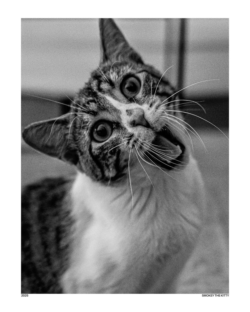Black and white photo of a curious and wide-eyed tabby cat named Smokey the Kitty, looking directly at the camera with an engaging gaze