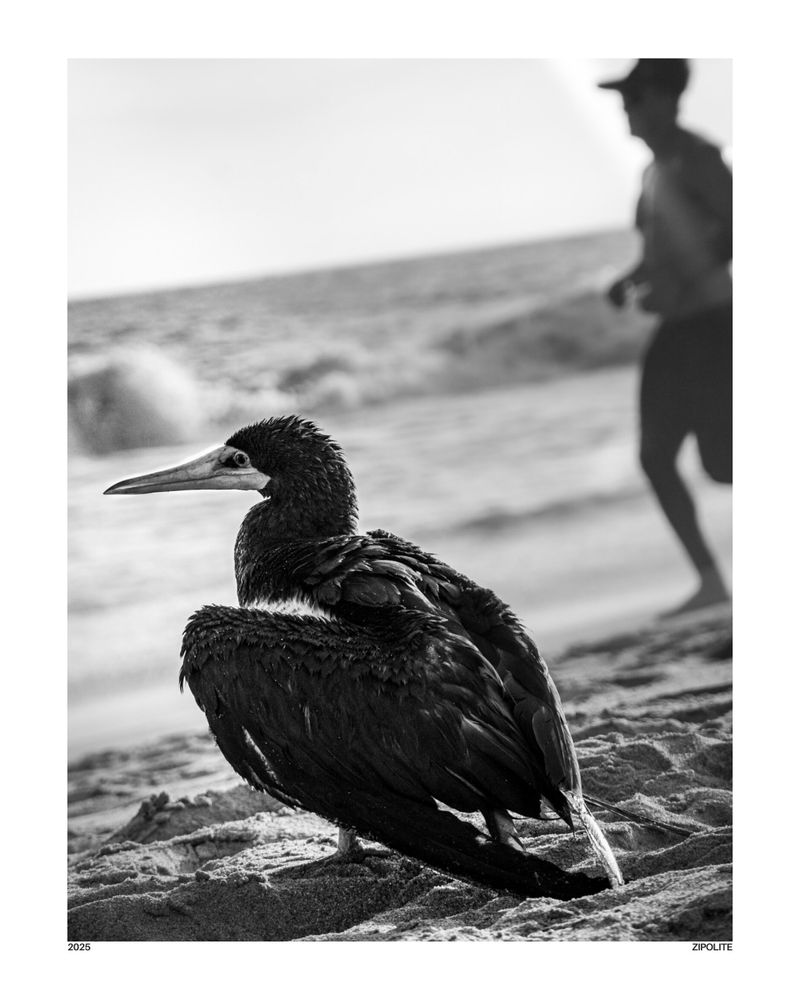  A black and white photo of a Brown Booby bird sitting on a sandy beach, with a person running along the shoreline in the background.