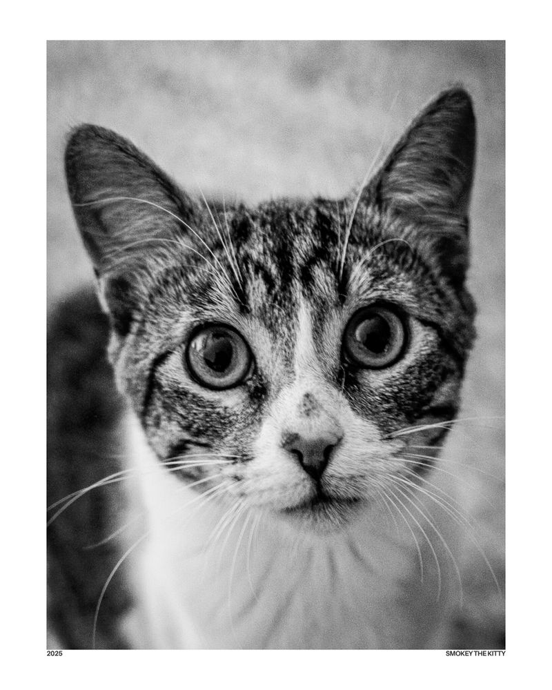 Black and white photo of a curious and wide-eyed tabby cat named Smokey the Kitty, looking directly at the camera with an engaging gaze