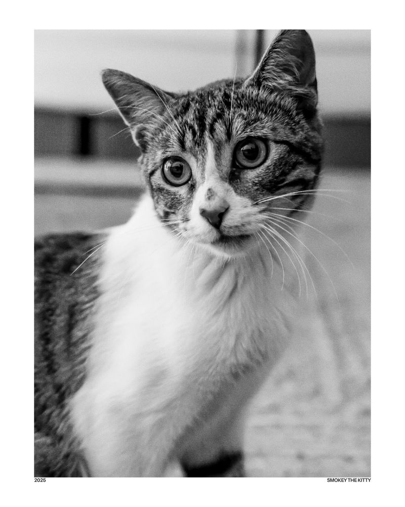Black and white photo of a curious and wide-eyed tabby cat named Smokey the Kitty, looking directly at the camera with an engaging gaze