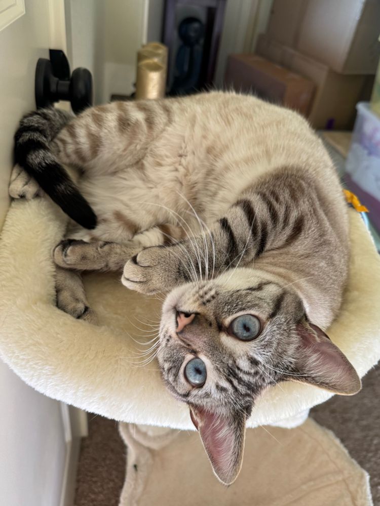 Beige Siamese Rag Doll cat with blue eyes curled up on a cat tree looking at the photographer.
