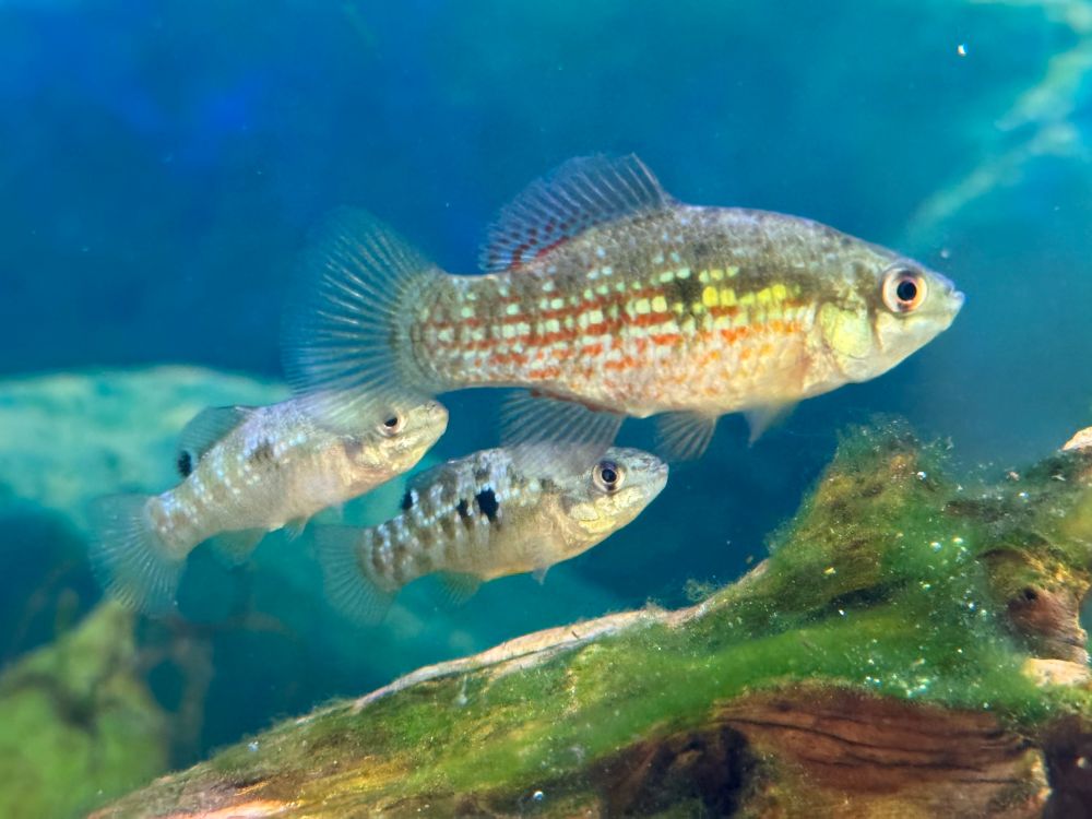 3 juvenile Flagfish, 1 male and 2 female swimming above a branch with algae on it. From Wikipedia: Flagfish are small, robust fish, 6 centimetres (2.4 in) in length, with a truncated snout which has been compared to that of a bulldog. They have rounded fins with the dorsal and anal fins positioned posteriorly and adjoining the caudal fin. Females have an obvious spot on their flanks and a clear spot near the posterior end of the dorsal fin, this has an opaque white margin. The fins may show a slight reddish color but this comes and goes in any individual but the reason for this is unknown. The females body is mainly olive but marked with turquoise scales. The common name of the flagfish is derived from the male due to the resemblance of its patterning to the flag of the United States. There is a dark rectangle on the shoulder which is imagined as the blue and white stars in the corner of the US flag and there are stripes along the flanks, some of which are red and others paler, albeit greenish rather than white. The male also has a dark spot positioned at the lower posterior corner of the dark rectangle. The olive-grey coloration and pattern of nondominant males, females, and juveniles underlies the more colorful pattern of the dominant males.