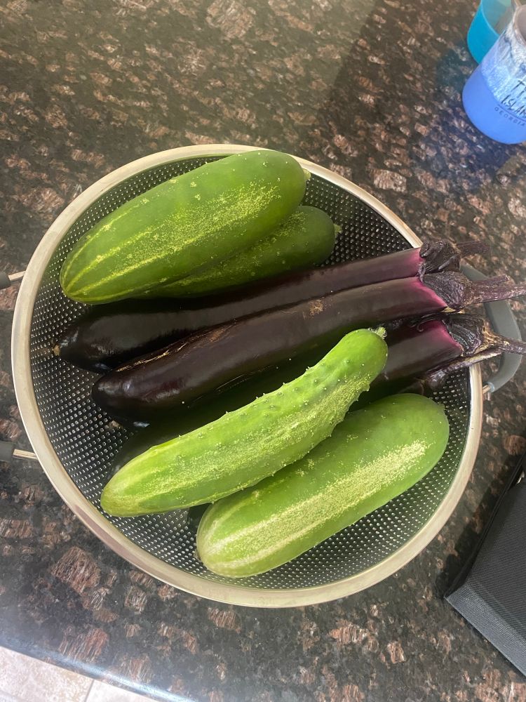 A metal colander containing four cucumbers and five Japanese eggplant. 