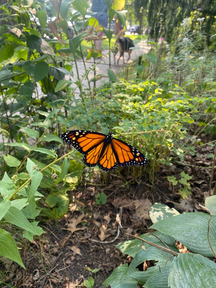 A monarch butterfly in a leafy garden. 