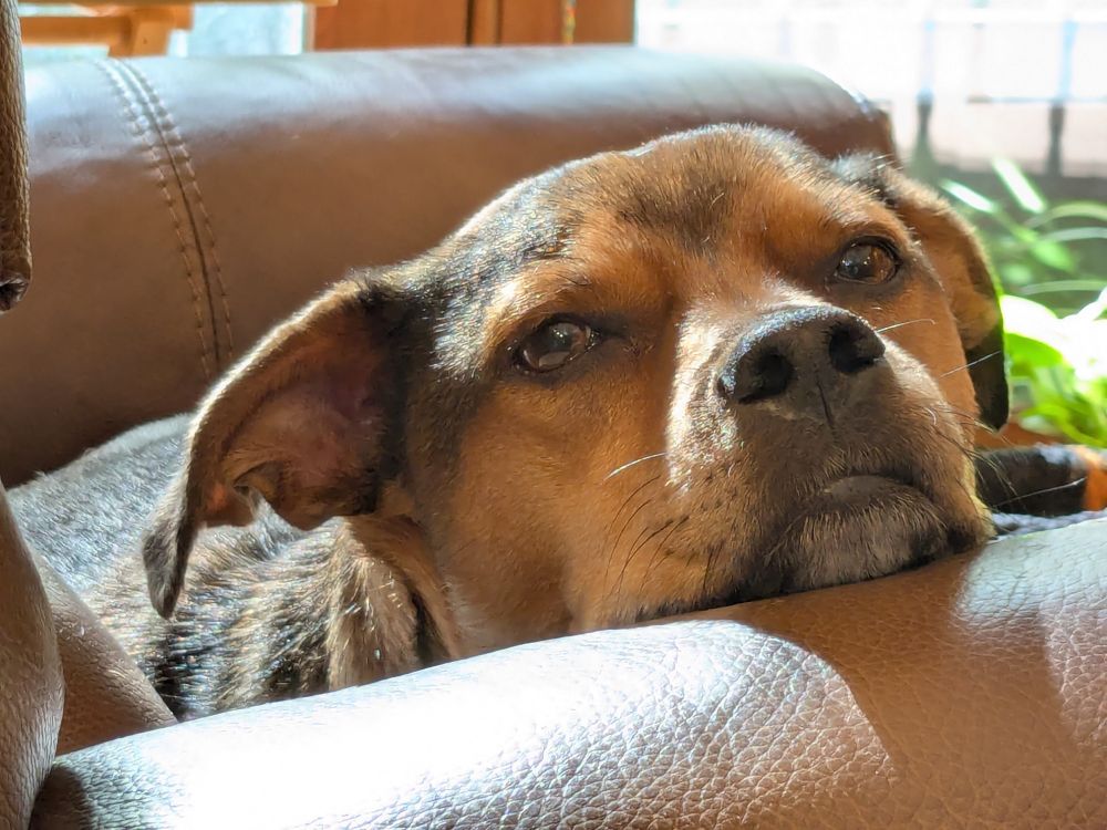 My dog laying in the recliner beside me with her chin on the armrest. She's staring at me.