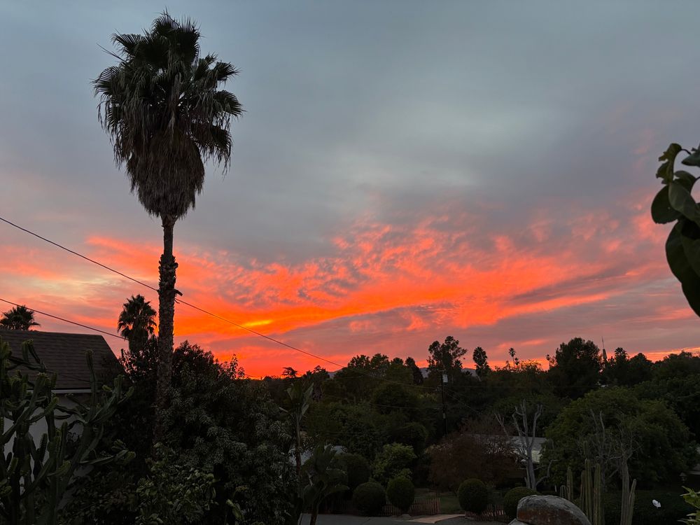 Bright orange & red sunset with a big palm tree in the picture. 