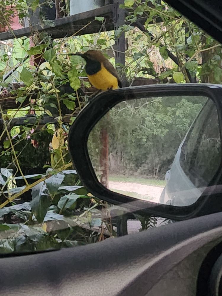 Little birdie perching on my car mirror. 