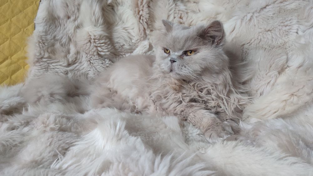 A pale-coloured  fluffy silver cat lying majestically on a cream-coloured fur throw that looks almost the same colour as the cat. He looks calmly off to the left, his big orange eyes being the only contrast point.
