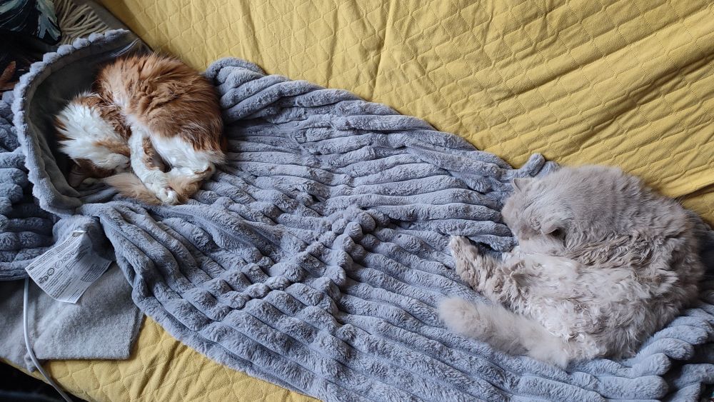 Two cats curled up on opposite ends of a fluffy grey throw spread along a bright yellow couch. In the upper left corner, the ginger is backed by a custom-arranged corner of the throw sticking up to provide extra comfiness to his neck and head. In the bottom right corner, the grey giant almost blends into the throw, strengthening his position with camouflage. Contested territory in the middle is all crumpled. 