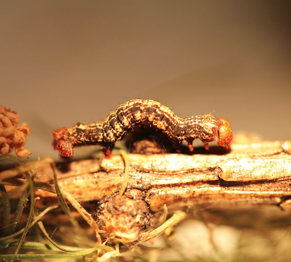La photo montre une chenille brune et jaune sur une branche. C'est une hibernie orangée. 