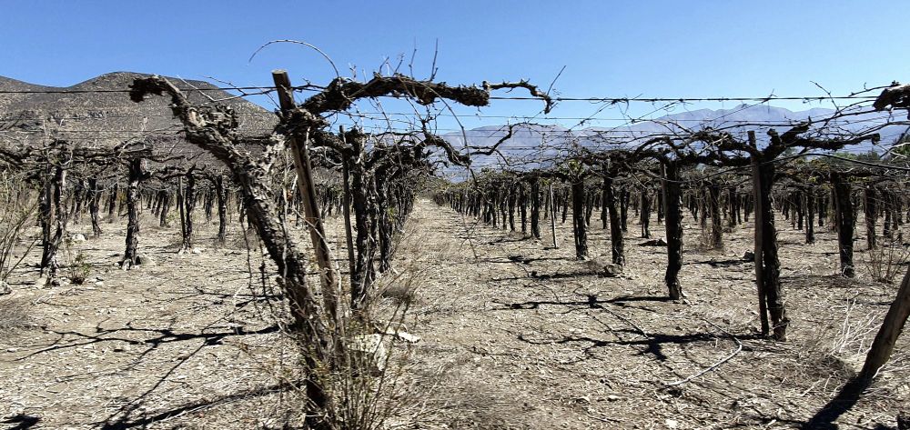 Abgestorbenen Weinreben in der Region um Los Andes im westlichen Einzugsgebiet des Aconcagua, einer Region die besonders stark von der anhaltenden Dürre in Chile betroffen ist. Foto: Dirk Karger