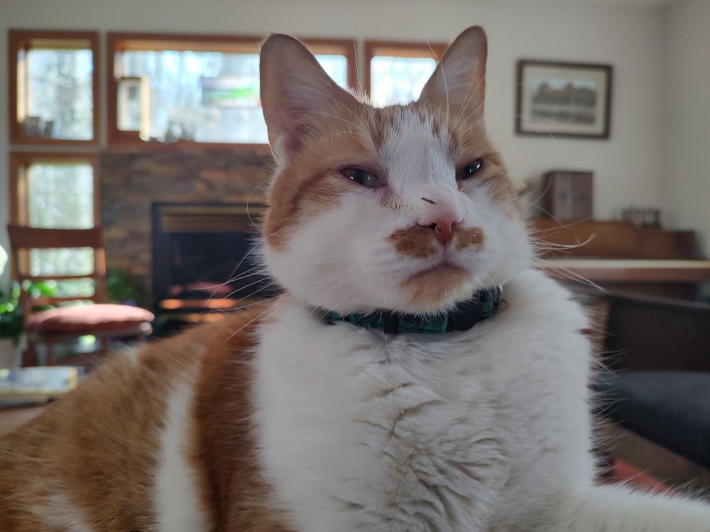 A cat with a very prominent moustache 