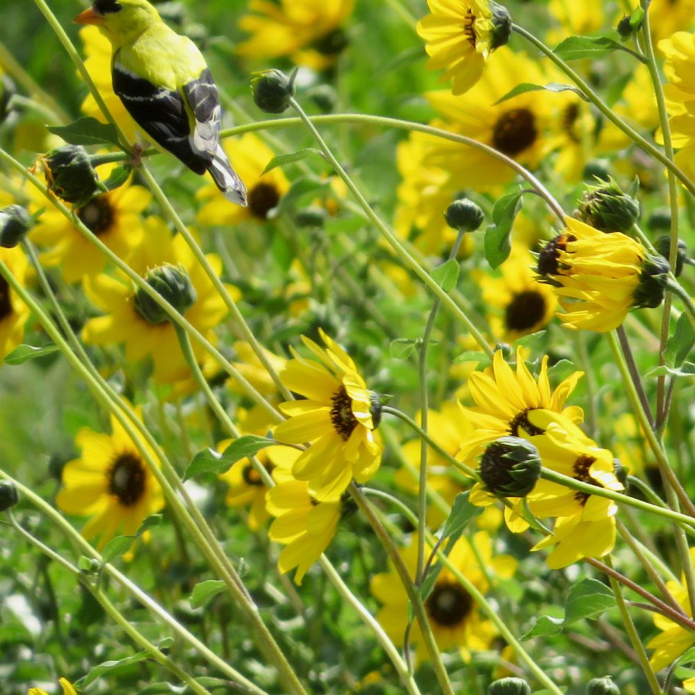 Yellow birds hiding in yellow flowers