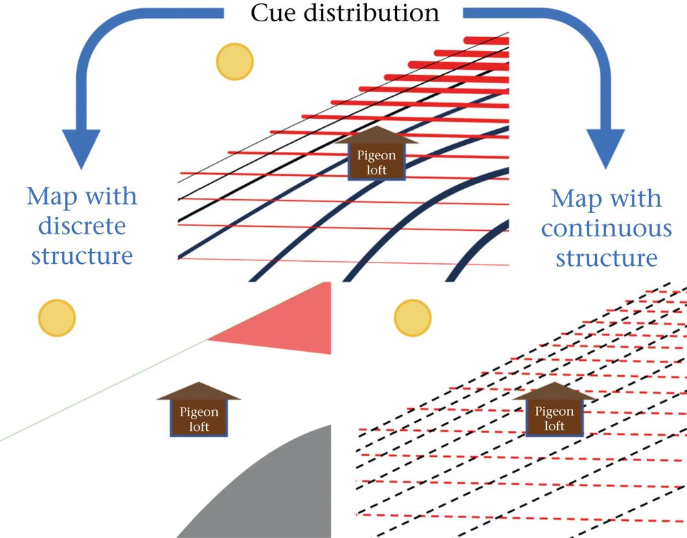Image description: figure from review titled Map and compass navigation: the mechanism and ontogeny of animal maps. The figure shows how environmental cues can vary in predictable gradients through space, generating unique cue combinations at each location. The second part of this figure shows how animals may respond to these cue combinations, either treating them as discrete cue-location associations, or as continuous gradients. These differences may lead to differences in navigational strategies and performance.