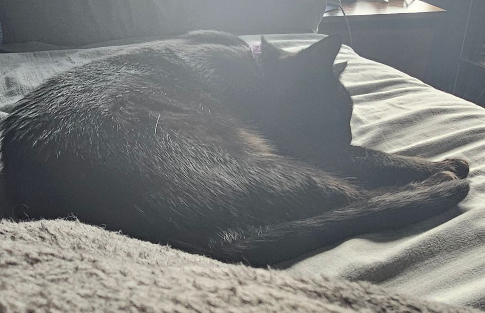 Kitt, a black cat, curled up with her feet touching