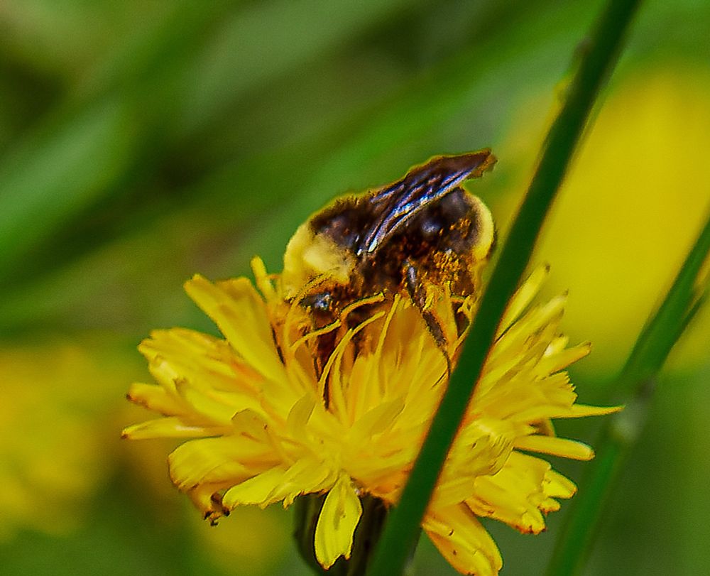 Working bee, taking care of business, living its life. That's pretty much the best any of us can do. Respect all life. 