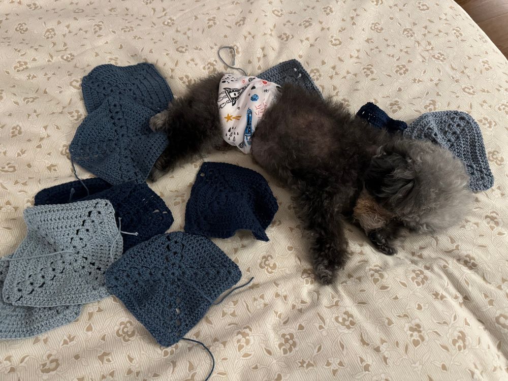 An elderly toy poodle wearing a waist diaper band while sleeping amongst scattered blue crochet granny squares on a bed.